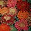 Bavlna Kaffe Fassett s chryzantémami